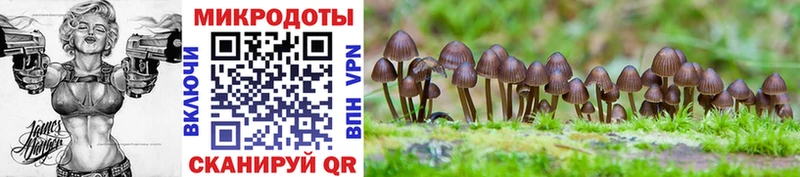 закладка  Минусинск  Псилоцибиновые грибы Psilocybine cubensis 